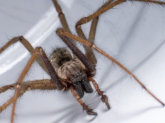 Polacy na jego widok chwytają za kapeć. Tak tracimy ochroniarza domu