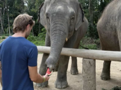 Żużel. Fricke uczy następcę, Liebmann gotuje, a Jensen ze… słoniem! (POZA TOREM)