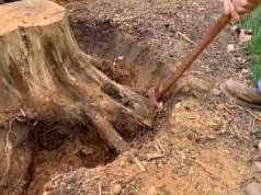 Znany sposób na usuwanie pnia po ściętym drzewie nie działa. Szkoda czasu i zdrowia