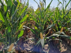 Parlament UE a nowe techniki genomowe (NGT). Copa-Cogeca wzywa do przejrzystych regulacji