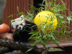 Pogłaszczesz alpakę, spotkasz rekiny. Polskie zoo jest 6 razy większe od Stadionu Narodowego