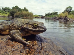 Żaba gigant rośnie do rozmiarów domowego kota. To fenomen natury
