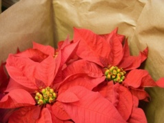 Gwiazda betlejemska pełna kolorów na święta? Sekret pielęgnacji