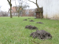 Masz dość jesiennych kopców? Zobacz, jak zniechęcić kreta do wychodzenia z tunelu. Tak uratujesz trawnik