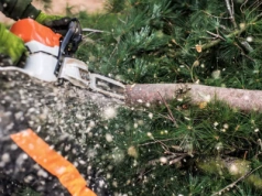 Gałęzie z drzewa sąsiada wchodzą na Twoje pole? Sprawdź, co możesz zrobić zgodnie z prawem