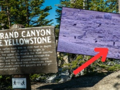 Turysta odwiedził park Yellowstone. Nagle zrobił to. "Uciekaj"