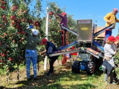 Sadownik w Holandii płaci nawet 4 razy tyle za zbiór. Kto dziś zainwestuje, jutro wygra