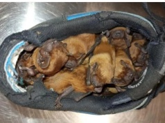 Bielany. Nietoperze zalęgły się w butach