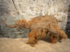 Uzyskano najstarsze RNA. W tkankach mamuta widać ślady stresu z powodu ataku lwów