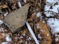 Zuchwała kradzież stuletniego buka w Rzykach Jagódkach. Właściciel oferuje 1000 złotych