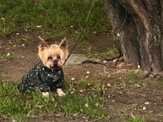 Pies przywiązany do drzewa pod Promenadą. "Pańcia poszła na zakupy"