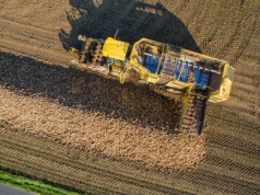 Ostatni moment na zbiór buraków cukrowych. Jak zabezpieczyć odpowiednio pryzmę?