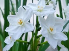 Pachnie jak pierniczki. Posadź dziś, a zakwitnie jeszcze przed świętami