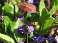 Fiołek wonny – Viola odorata L.