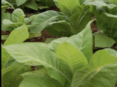 Między Ameryka Południową, Ukrainą i nadregulacją. Czy polskie rolnictwo przetrwa?