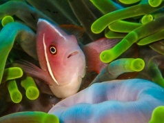 Nurkowanie w Indiach – co warto wiedzieć? Miejsca, które musicie zobaczyć!