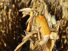 Ceny kukurydzy w górę i to pomimo trwających żniw. Ceny pszenicy i rzepaku także wyższe