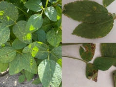 Alarm na plantacjach soi. Patogeny bakteryjne coraz groźniejsze dla polskich upraw