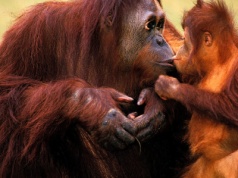 Kiedy powstał zwyczaj całowania się? Możliwe, że robili to już neandertalczycy