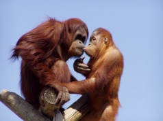 Całowanie pojawiło się wiele milionów lat temu i przetrwało próbę czasu?