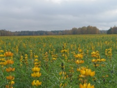 Błędne koło w handlu łubinem. Czy warto go siać?
