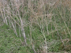 Czy koszty udziału w komisjach klęskowych będą zwracane? Mamy odpowiedź MRiRW!