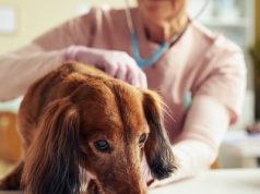 Twój pies zachowuje się w ten sposób? Behawiorystka apeluje