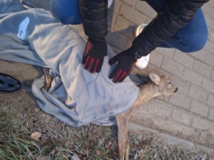 Ktoś potrącił sarnę na ul. Bartąskiej i zostawił na pewną śmierć? „Odeszła przy nas”