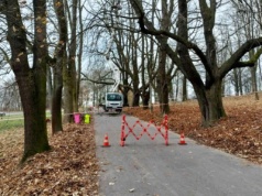 Ruszyły prace przy alei Waszyngtona. ZZM ratuje ponad 300 zabytkowych drzew