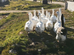 Ptasia grypa na Mazowszu. Kilka tysięcy gęsi poszło do utylizacji, ogłoszono strefę zagrożenia