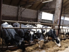 Otwarte Klatki odpowiadają na zarzuty hodowców: „Nie walczymy z rolnictwem — walczymy z cierpieniem zwierząt”