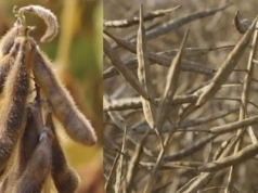 Sojowe korekty podwyższyły rzepakowe kursy