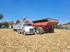 Drożejąca kukurydza ciągnie za sobą paszowe