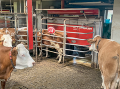300 tys. zł z ARiMR na roboty udojowe, TMR i automatyczne karmienie. Ruszył nabór