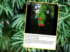 Ta roślina zdobi polskie lasy. Leśnicy ostrzegają: toksyna w każdej igle