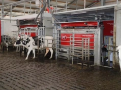 Robot udojowy z dofinansowaniem? Tak, ale nie do każdej obory i budynku. Jakie zasady?