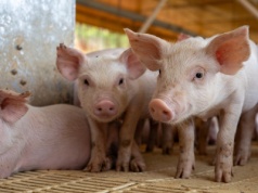 Mięso z chowu bez antybiotyków to zwykle świetny trik marketingowy. Nic więcej