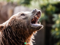 Kanada. Niedźwiedź zaatakował dzieci na spacerze