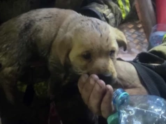 Strażacy uratowali szczeniaka z płonącego domu. To zdjęcie chwyta za serce! Ruszyła zbiórka na rzecz rodziny