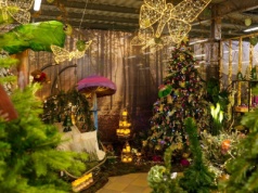 Świąteczna Wystawa Bożego Narodzenia 2025 w Centrum Ogrodniczym Szarotka