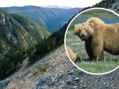 Atak niedźwiedzia grizzly na wycieczkę szkolną. Nauczyciel ocalił dzieci
