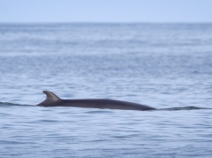 Od lat nie widziano ich żywych. Naukowcy napotkali rzadkie morskie ssaki