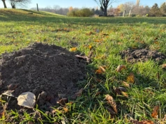 Myślisz, że zimą śpią? Krety właśnie wtedy robią największy bałagan w ogrodzie