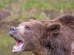 Dramatyczny atak niedźwiedzia na wycieczkę szkolną. Bronił jej nauczyciel