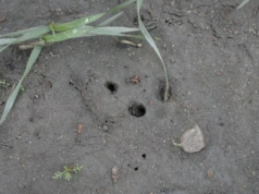 Pszenica, która placowo znika z pola. Co jest przyczyną?