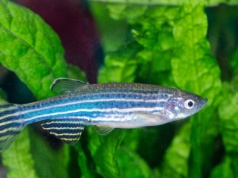 Nie mówi, ale słyszy jak my. Odkryto rybę z ludzkim aparatem słuchowym