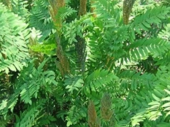 Oczywista Nieoczywistość – Człowiek czy roślina?