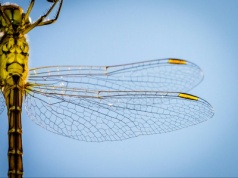 Ważki przeżyły dinozaury, a giną przez własną ozdobę. Naukowcy odkryli szokujący mechanizm wymierania