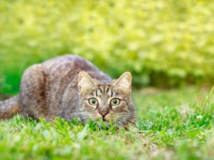 Social media ujawniły prawdę na temat kotów. Skala jest ogromna