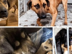 Zagubione psy trafiły do konińskiego schroniska. Właściciele poszukiwani